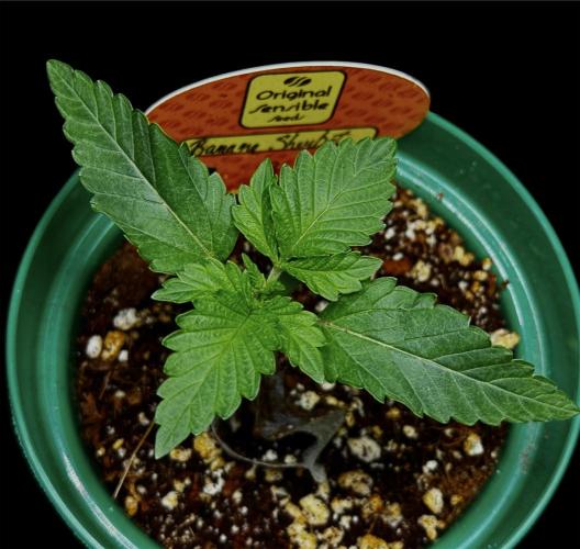 Banana sherbet. Week 3