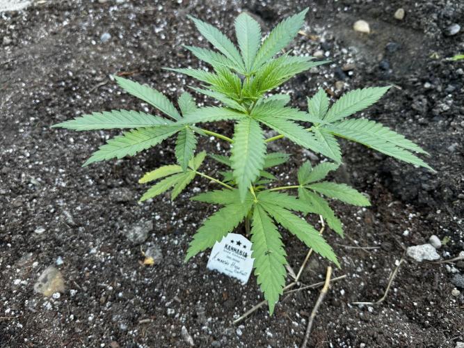 Amnesia Haze Go Fast. Week 6