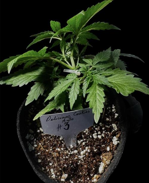 Delicious Cookies Auto. Week 3