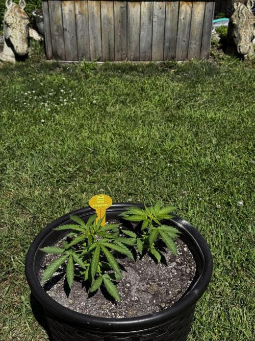 Black Orchid auto. Week 3