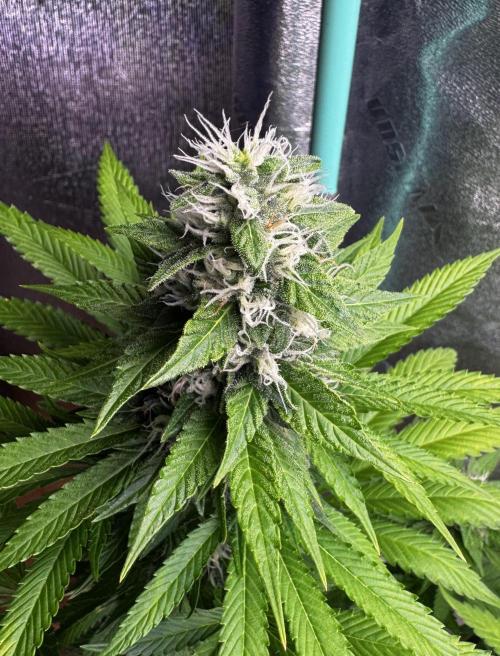 Sour Diesel . Week 14