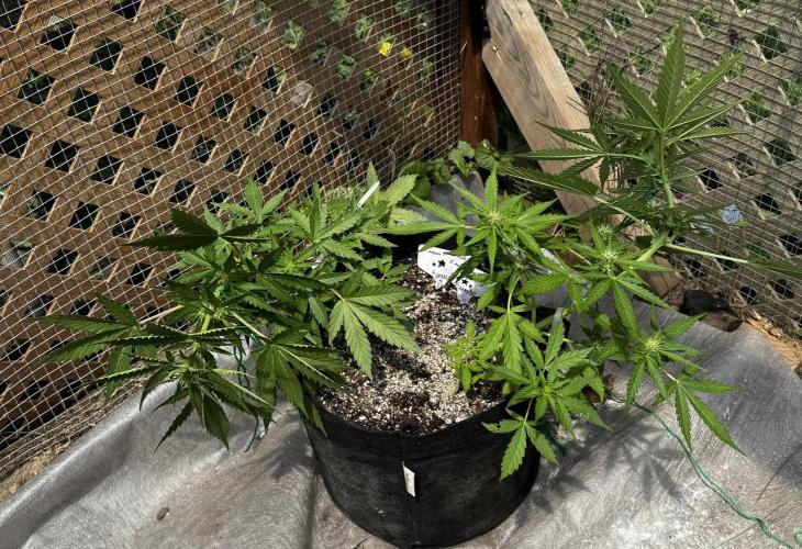 Lemon haze Auto. Week 6