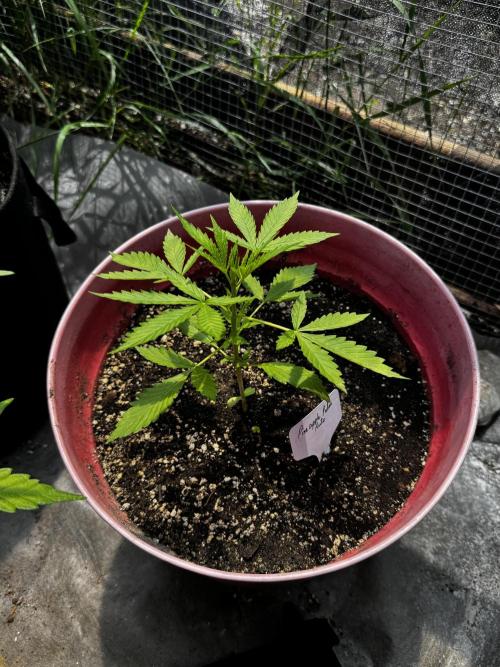 Pineapple Pulse Auto. Week 3