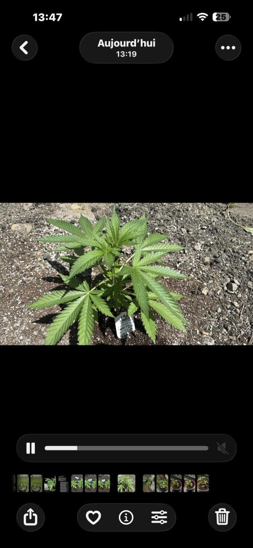 Amnesia Haze Go Fast. Week 6