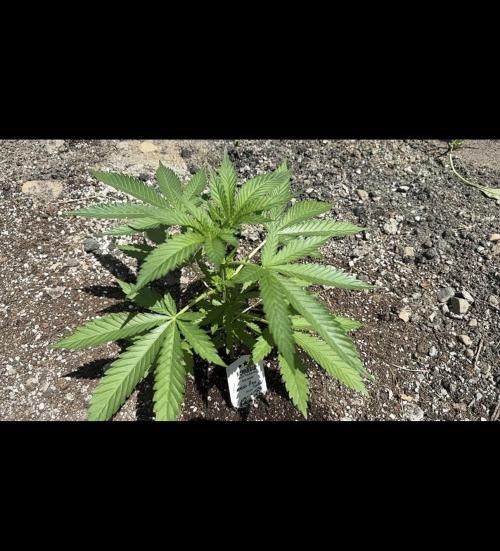Amnesia Haze Go Fast. Week 6