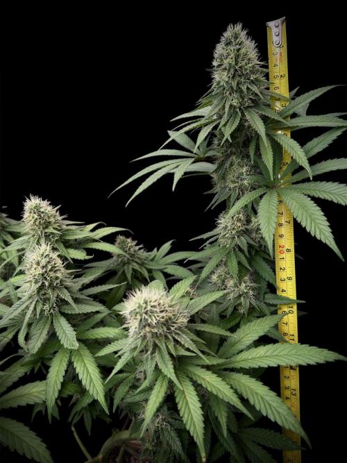 Pure skunk Go Fast. Week 13