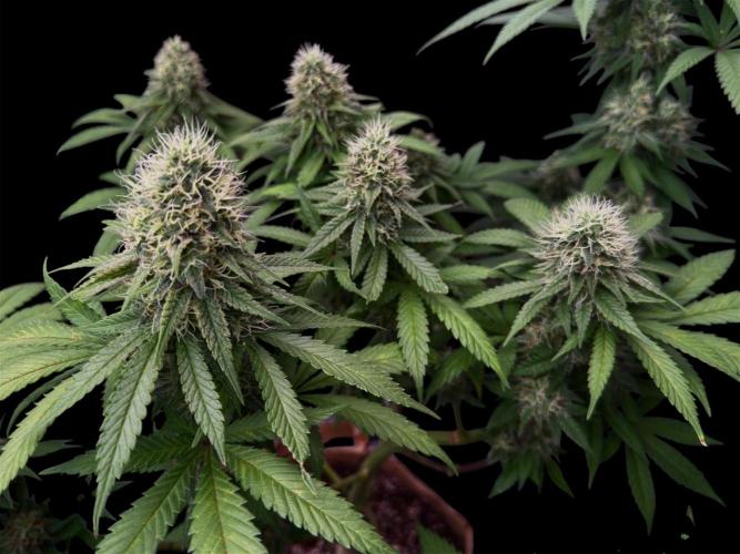 Pure skunk Go Fast. Week 13