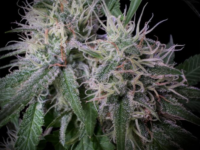 Pure skunk Go Fast. Week 13