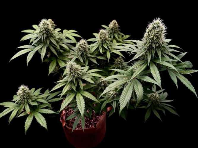 Pure Skunk Go Fast. Week 13