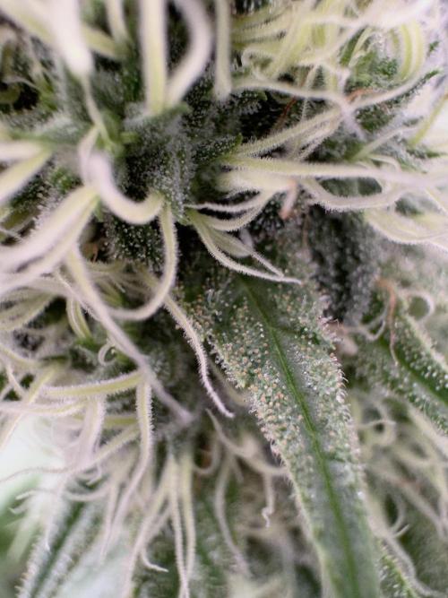 Pure Skunk Go Fast. Week 13