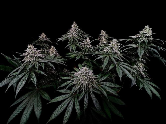 MacNcheese. Week 15