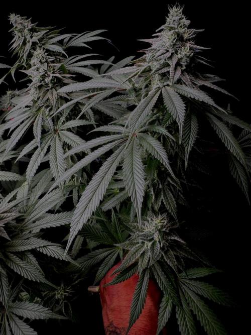 MacNcheese. Week 15