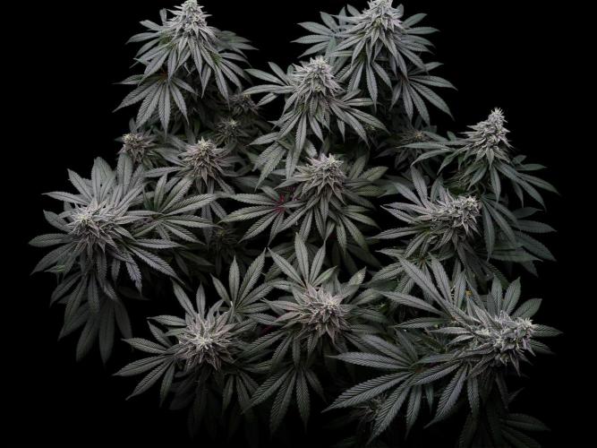 MacNcheese. Week 15