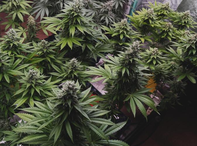 Sour Diesel. Week 15