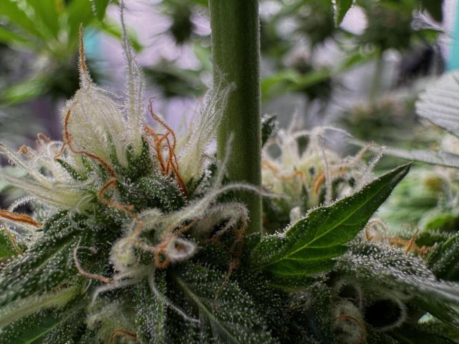 Sour Diesel. Week 15