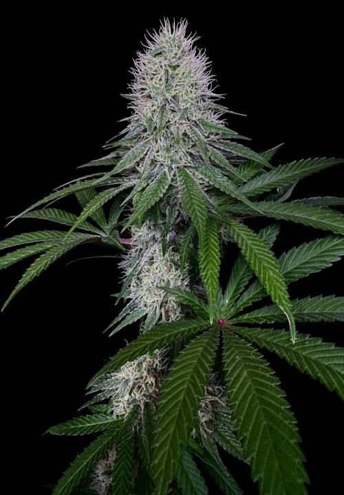 Pure skunk Go Fast. Week 13
