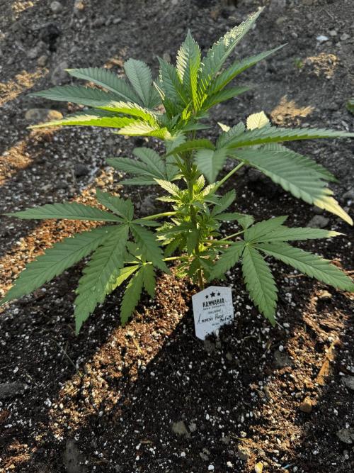 Amnesia Haze Go Fast. Week 6