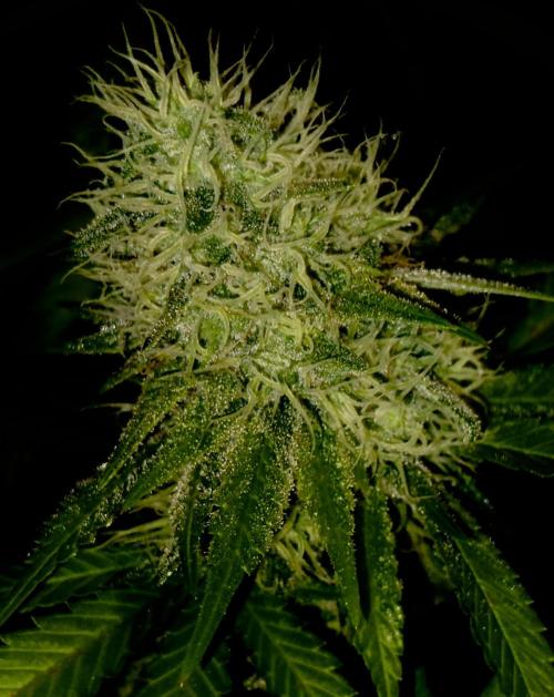 Pure skunk Go Fast. Week 13
