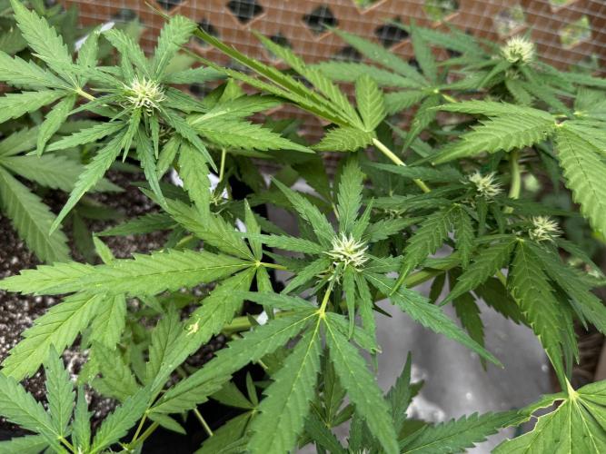 Lemon haze Auto. Week 7
