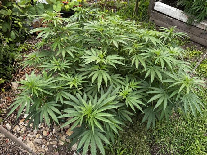 Candy Cream Go Fast. Week 13