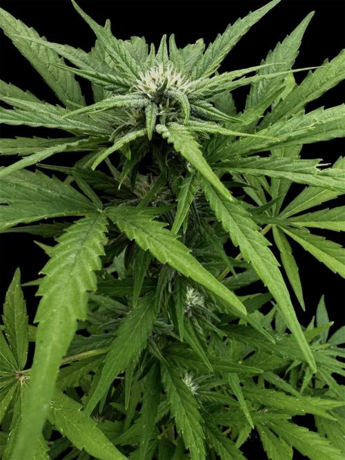 Black Dog Auto. Week 6