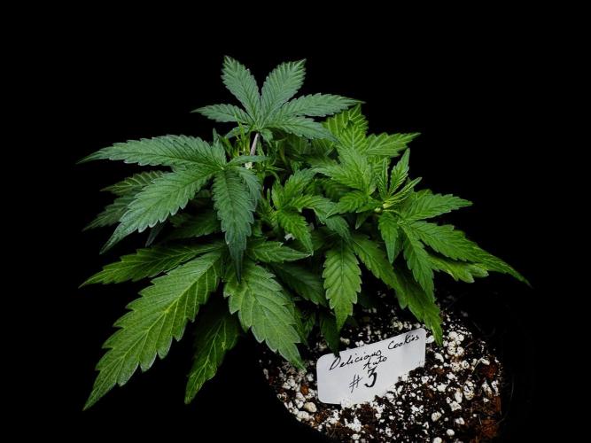 ?Delicious Cookies Auto #3?. Week 4 - D2
