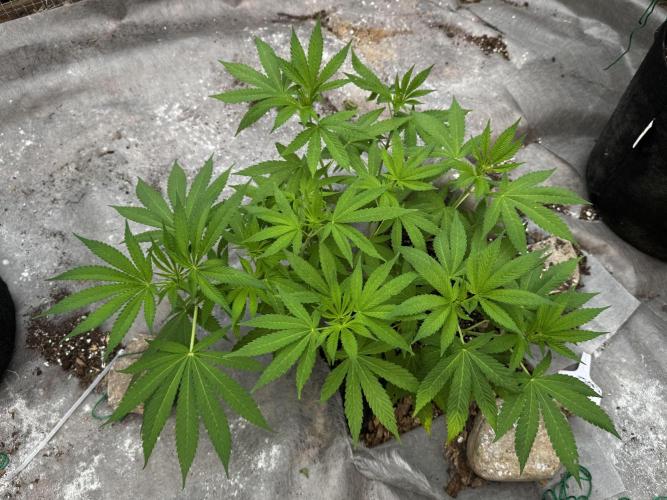 Golosa. Week 7