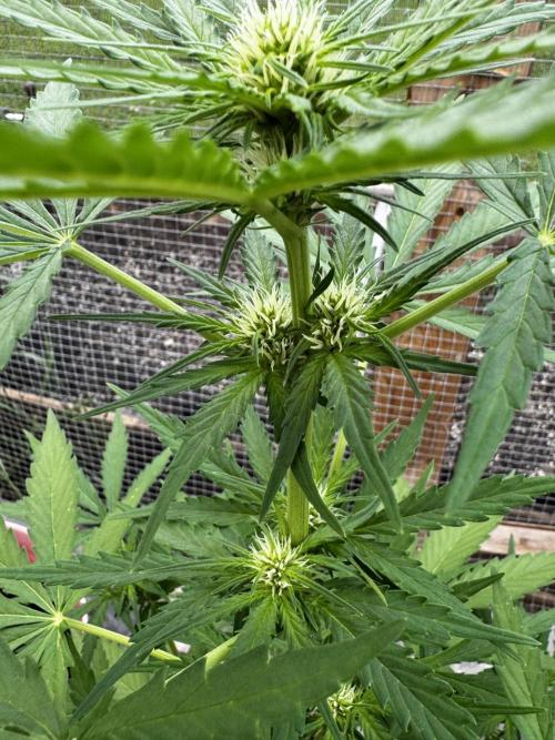 Black Dog Auto. Week 6