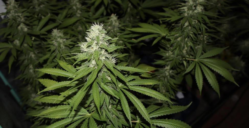 Sour Diesel. Week 15