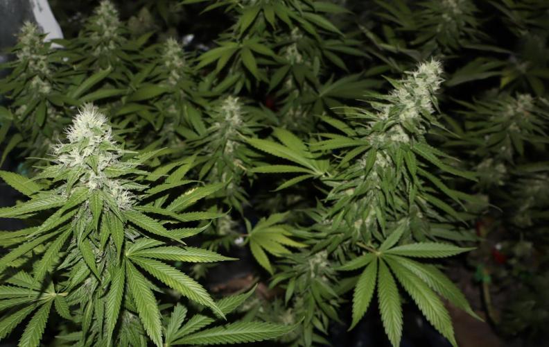 Sour Diesel. Week 15