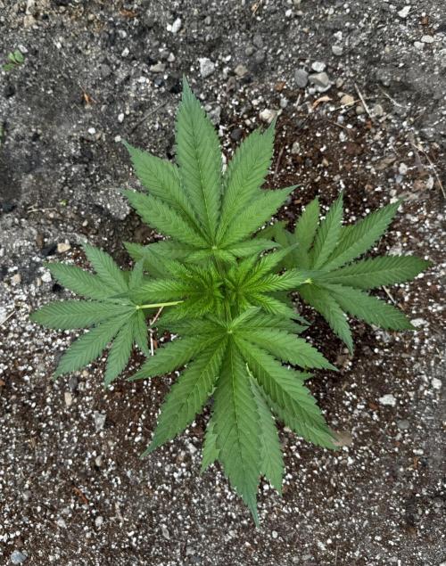 Amnesia Haze GoFast. Week 7