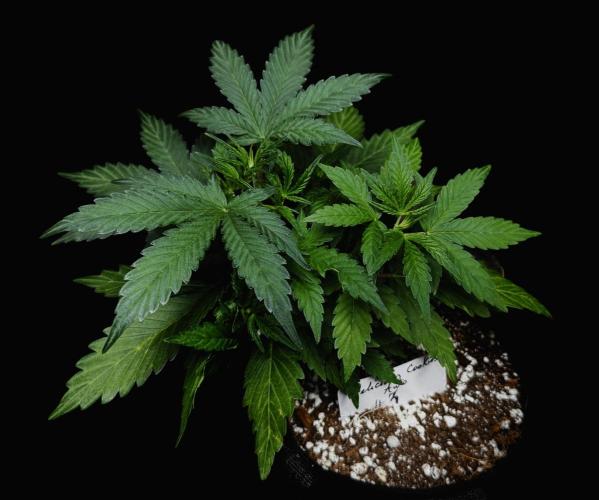 ?Delicious Cookies Auto #3?. Week 4 - D3