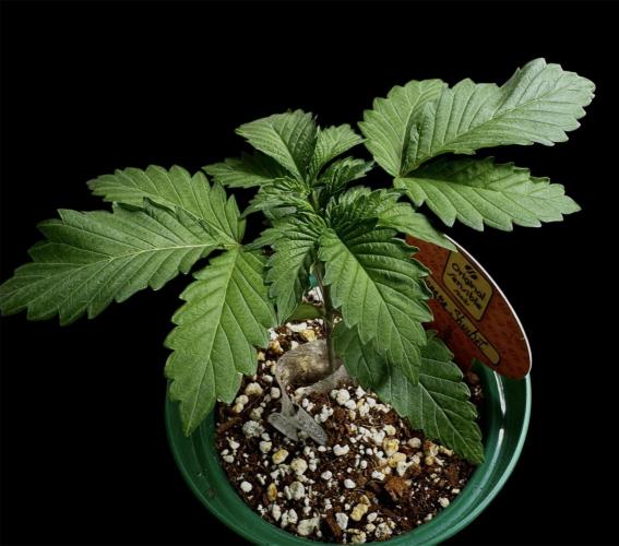 Banana Sherbet. Week 2