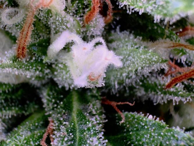Sour Diesel. Week 15 - Moi aussi je t’aime ❤️