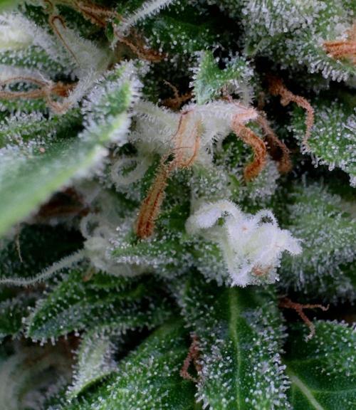 Sour Diesel. Week 15