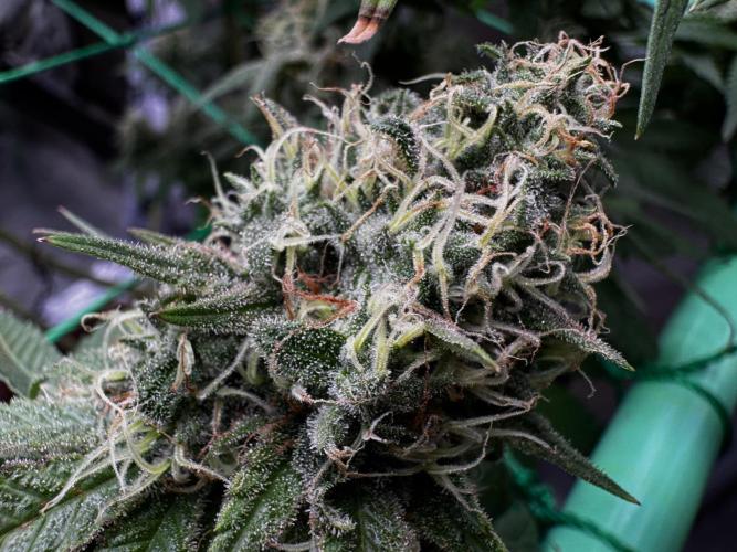 Pure skunk Go Fast. Week 13