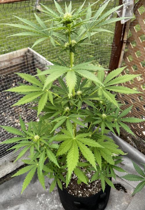Black Dog Auto. Week 7