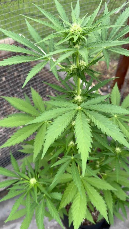 Black Dog Auto