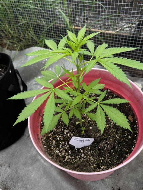 Pineapple Pulse Auto. Week 4