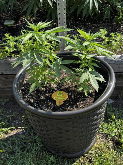 Black Orchid auto. Week 4