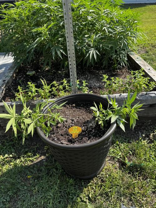 Black Orchid auto. Week 4