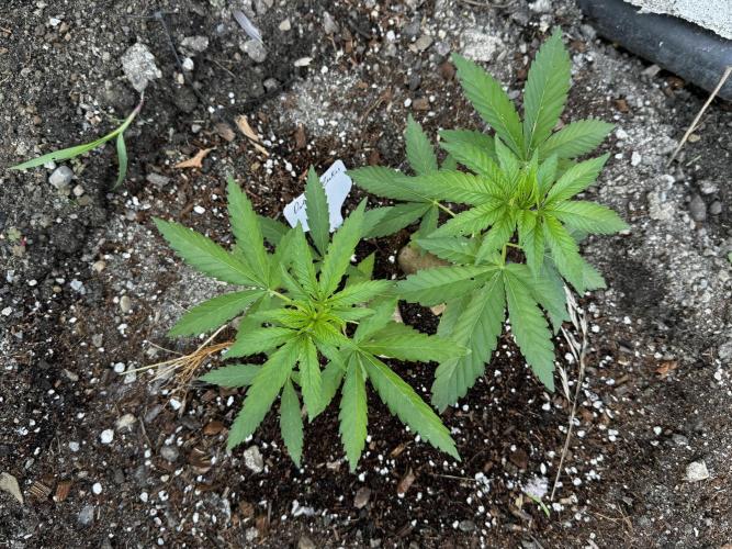 Twins Delicious Cookies. Week 5