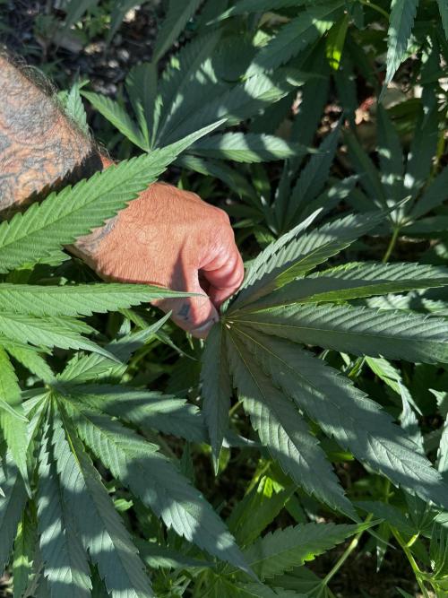 Candy Cream Go Fast. Week 13