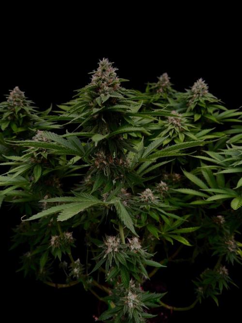 Sour Diesel. Week 15