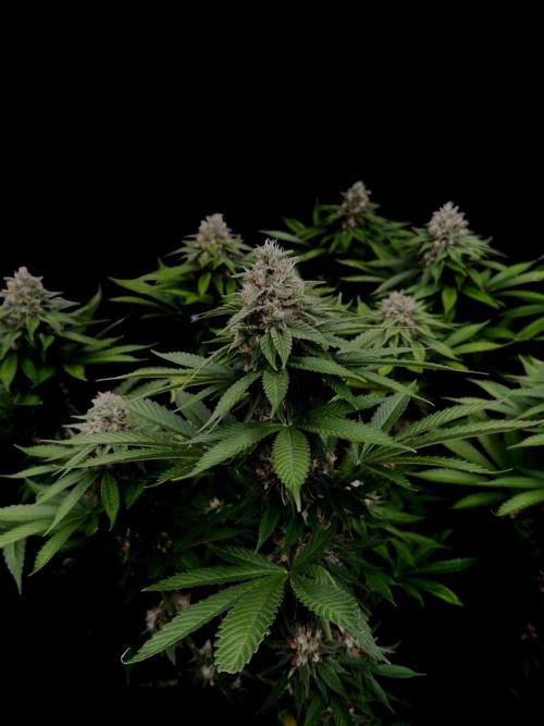 Sour Diesel. Week 15
