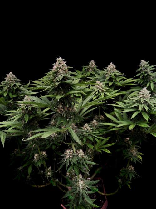 Sour Diesel . Week 15
