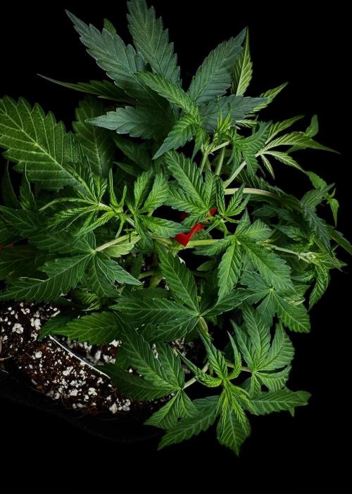 ?Delicious Cookies Auto #3?. Week 4 - D5