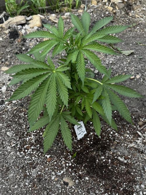 Amnesia Haze GoFast. Week 7