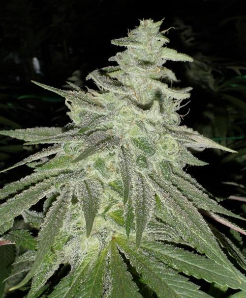 MacNcheese. Week 15