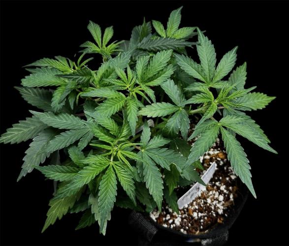 ?Delicious Cookies Auto #3?. Week 4
